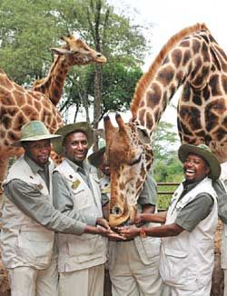 African splendor giraffes